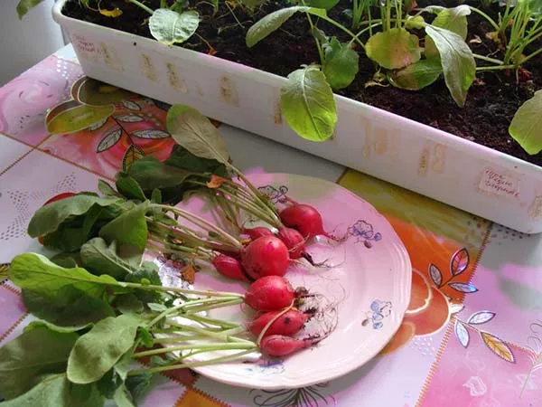 Как правильно выращивать редис на подоконнике зимой: пошаговая инструкция и полезные советы