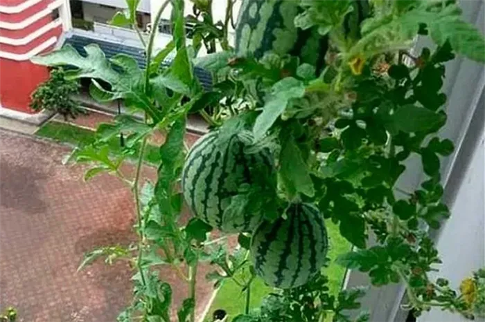 выращивание на балконе