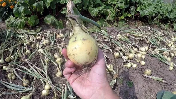 Луковица в руке после сбора урожая