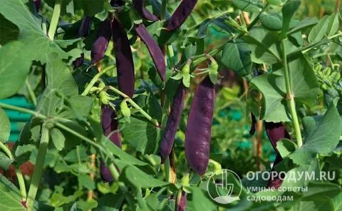 Очень нарядно выглядят заросли с фиолетовыми плодами, необычная окраска которых заметно облегчает сбор урожая; удобны в этом плане и безлистные гибриды