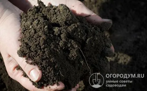 Для обогащения почвы используют органику (перепревший навоз, компост и др.) и минеральные удобрения