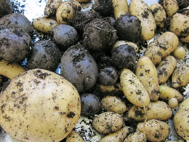 Овощ картофель после сбора урожая