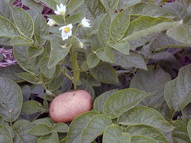 Куст картофеля и картошка