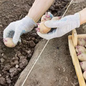 Пошаговые рекомендации: как вырастить картошку от А до Я