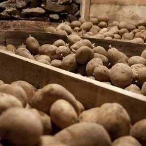 Правила хранения картофеля в погребе