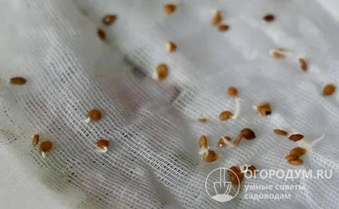 В процессе наклевывания необходимо следить за влажностью ткани, как только появятся первые проростки – приступают к посеву