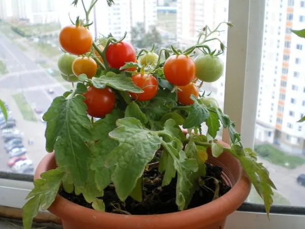 Выращивание томатов на окне зимой