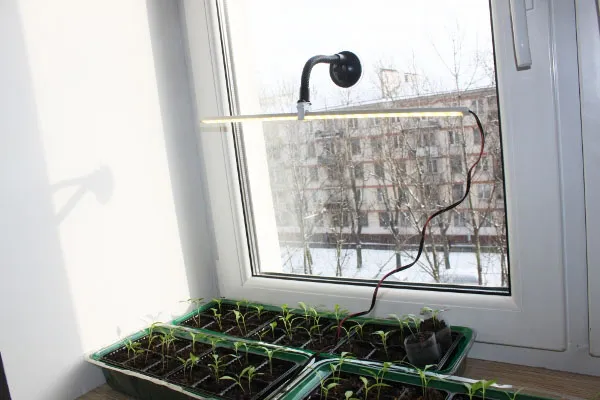 Освещение для выращивания томатов на окне