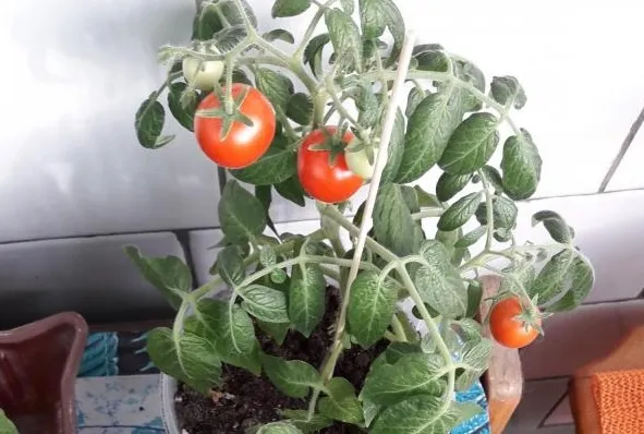 Подготовка семян помидоров к посадке