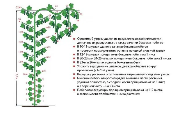 Схема формирования партенокапических огурцов с пояснениями от специалистов агрофирмы «Гавриш»