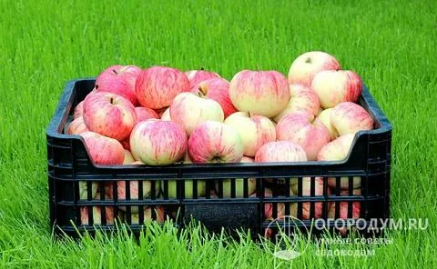 Собирайте урожай яблок в сухую солнечную погоду. Аккуратно срывайте плоды с веток, стараясь не повредить плодоножку, и бережно укладывайте фрукты в заранее подготовленную тару