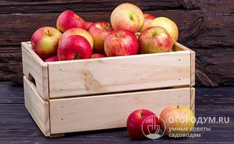 Сохранить яблоки свежими на зиму можно в условиях городской квартиры, в подвале, гараже или погребе. Главное, правильно выбрать сорт, подготовить фрукты к хранению и создать для них благоприятный микроклимат
