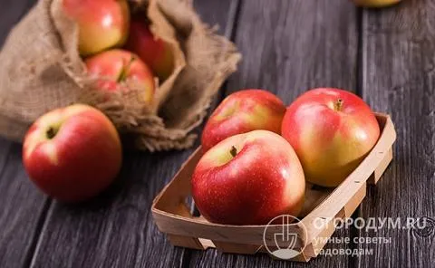 Чтобы яблоки надолго сохранили свой товарный вид, вкусовые качества и полезные свойства, необходимо создать для них оптимальные условия хранения. Для этого обязательно учитывайте температуру и влажность в помещении