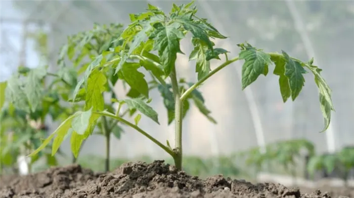 Каким образом и как часто поливать помидоры в теплице: советы опытных фермеров для получения обильного урожая