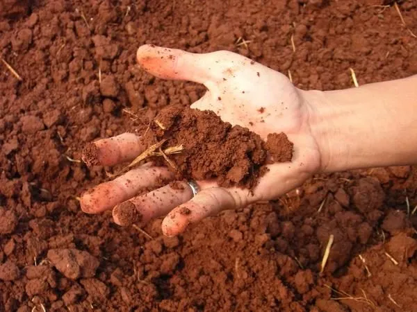 Если щелочную почву полить уксусом, то должна пойти реакция
