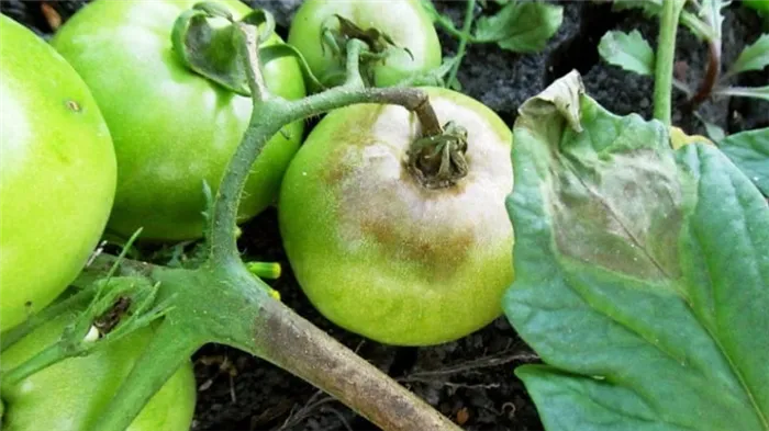 Как и чем обработать помидоры от фитофторы в открытом грунте: топ лучших средств и правила опрыскивания томатов