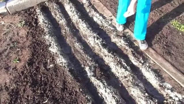 Готовим почву для посадки моркови