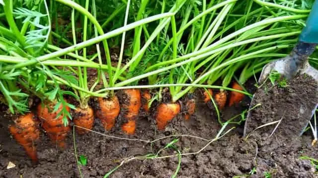 Морковка на грядке высаженная в открытый грунт