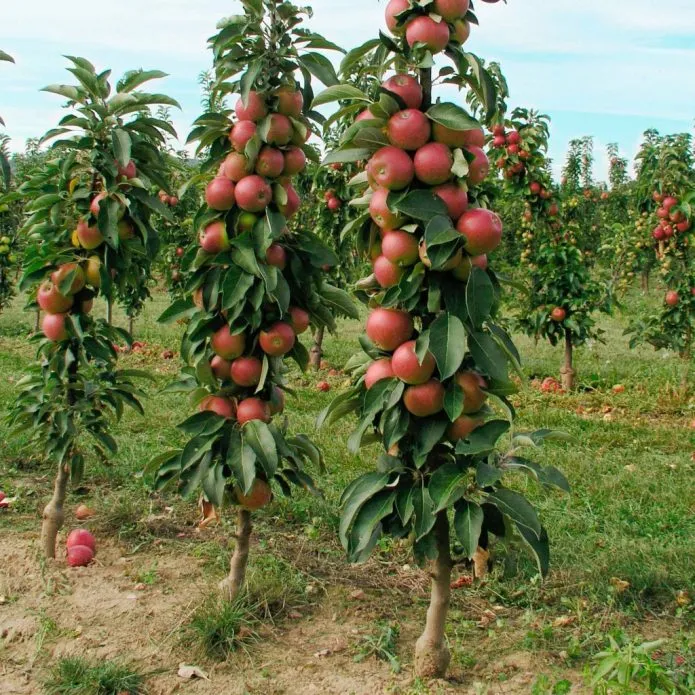 Сад колонновидных яблонь