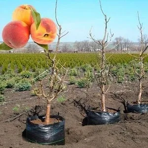 Поэтапная инструкция по посадке персика осенью от опытных садоводов
