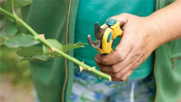 Как правильно проводить черенкование роз летом в июле: пошаговая инструкция