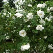 Роза морщинистая белая «Шнее Ойле» (Rosa Rugosa 