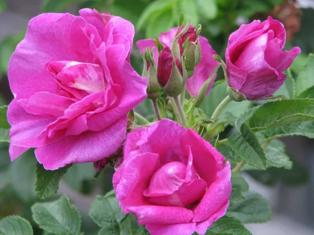 Сорт розы морщинистой «Царица Севера» (Rosa Rugosa 