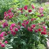 Сортосерия розы морщинистой «Гроотендорст» (Rosa Rugosa 