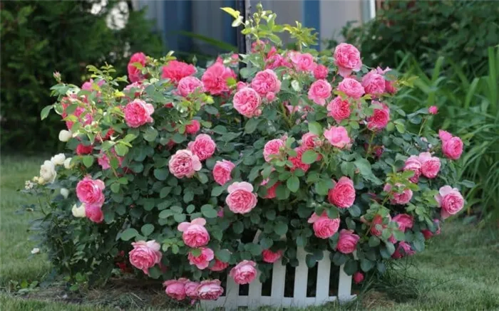 Лучшие зимостойкие сорта роз, цветущие всё лето и особенности их выращивания