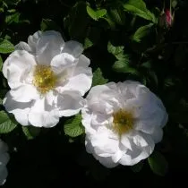 Сорт розы морщинистой «Генри Хадсон» (Rоsa rugоsa 