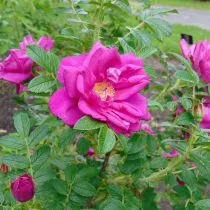 Роза морщинистая тёмно-бордовая «Ротес Меер» (Rosa Rugosa 