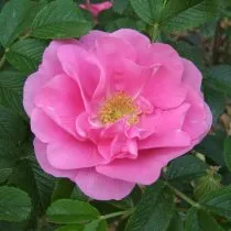Сорт розы морщинистой «Йес Мунк» (Rоsa rugоsa 