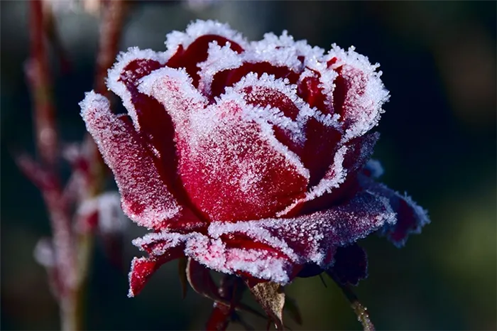 Цветок со снегом