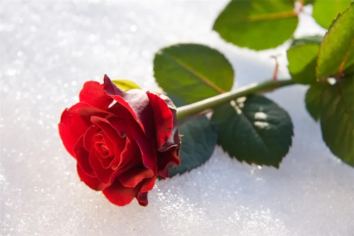 Роза на снежном покрове
