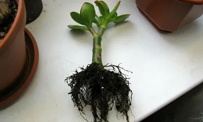 Загнивание корней