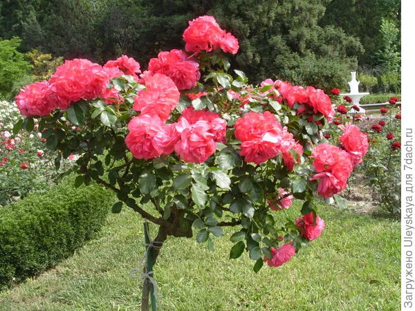 Штамбовая плетистая роза сорт Rosarium Uetersen