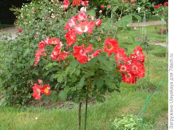 Штамбовая роза из группы почвопокровных сорт Rouge Meillandecor