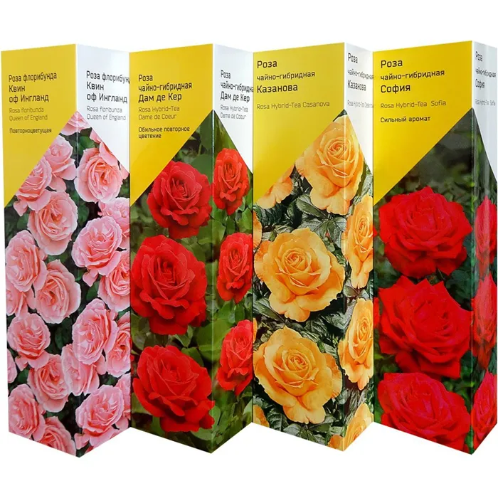 отличия розы флорибунды от чайно-гибридной