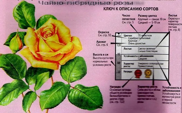 отличия розы флорибунды от чайно-гибридной фото