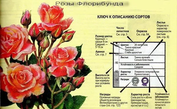 отличия розы флорибунды от чайно-гибридной