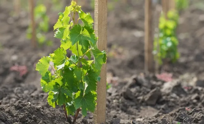 : Как правильно посадить и ухаживать за виноградом