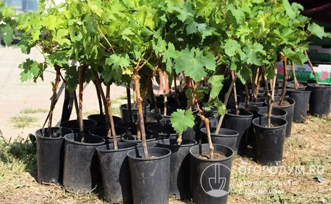 На фото – саженцы винограда, которые предлагаются отдельными питомниками, агрофирмами и частными производителями