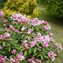 За все труды и хлопоты рододендрон (Rhododendron) вознаградит божественным цветением