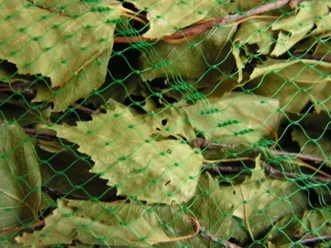 Обращайте внимание, чтобы на листочках березы не было вредителей: жуков, гусениц и тли. 