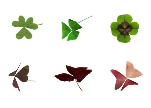 Некоторые разновидности листьев кислицы