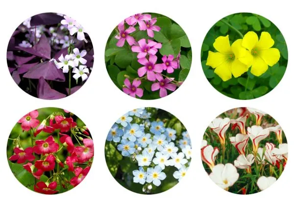 Некоторые разновидности цветков кислицы