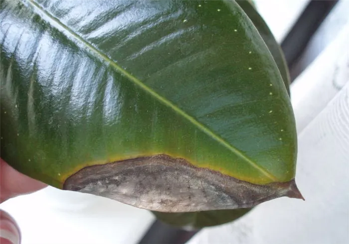 Засыхающий лист фикуса 