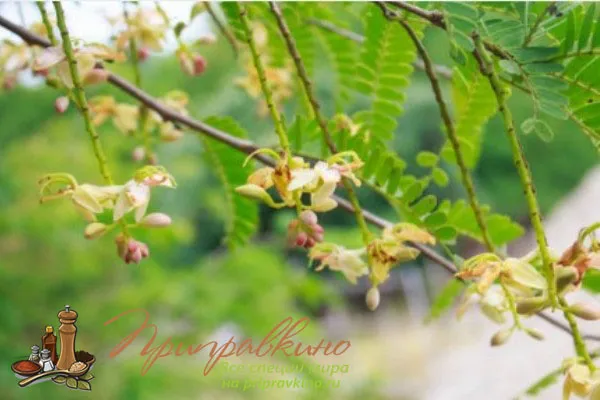 На фото цветущая ветка дерева тамаринд