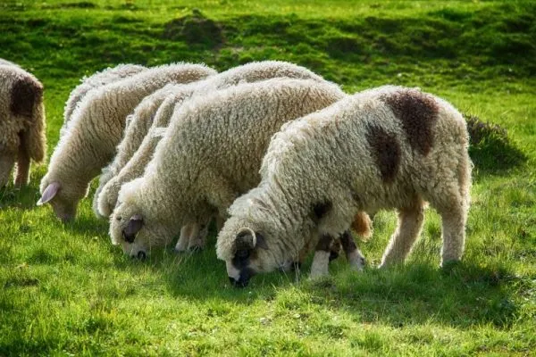 Всеядность овец объясняет повышенный интерес к выращиванию этих животных в домашних условиях