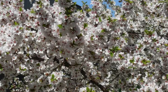 Период цветения вишни — начало лёта луковой мухи